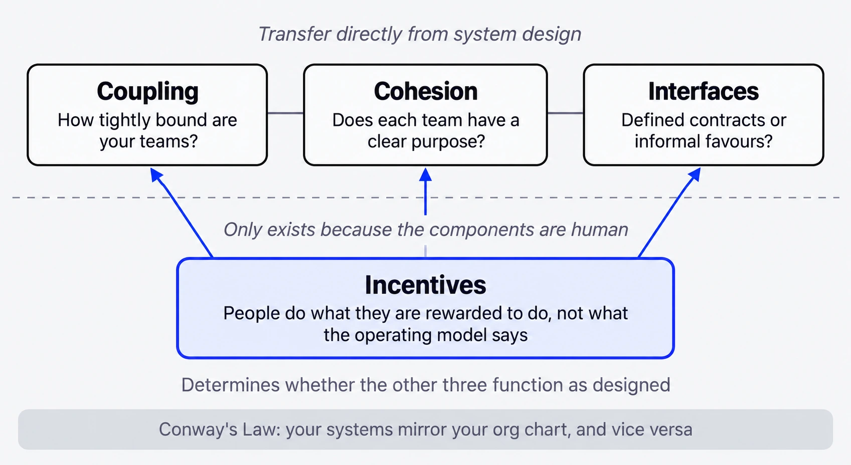 Four forces of organisational architecture. Coupling, cohesion and interfaces transfer directly from system design and sit above a dividing line. Incentives sits below, exists only because the components are human, and determines whether the other three function as designed. A footer reads Conway's Law, your systems mirror your org chart, and vice versa.
